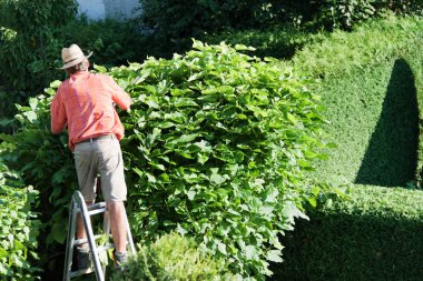 Man cut the hedges clipart