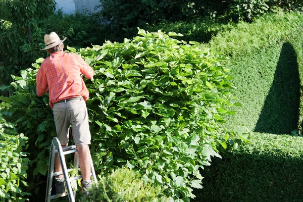 Man cut the hedges — Stock Photo, Image