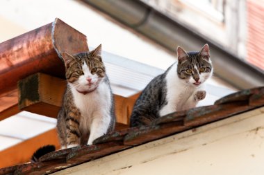 Two cats on a house roof clipart