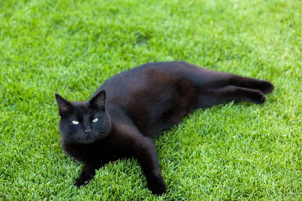 Schwarze Katze liegt auf einer Wiese — Stockfoto