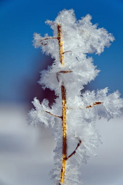 Landscape with hoar frost, — Stock Photo, Image