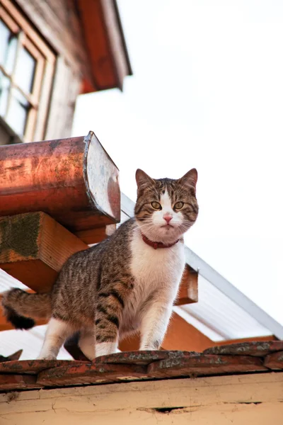 Gatto seduto in attesa su un tetto — Foto Stock