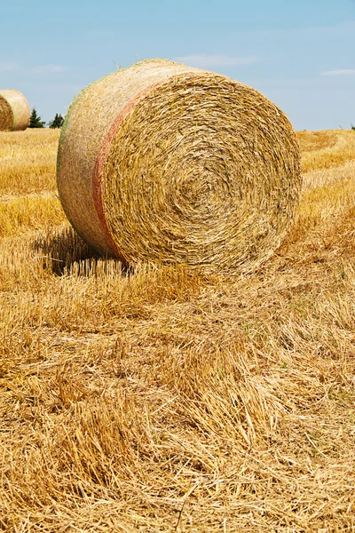 农业。字段与稻草包 — 图库照片