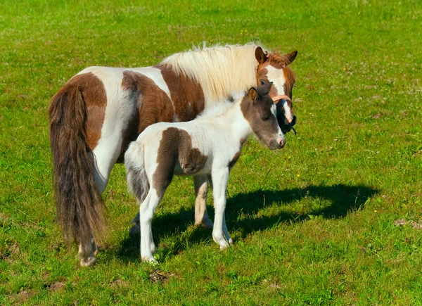 Pony mare en veulen — Stockfoto