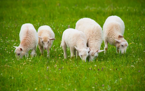 stock image Sheep flock