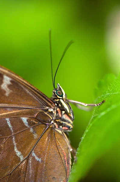 stock image Butterfly