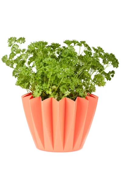 Parsley in pot — Stock Photo, Image