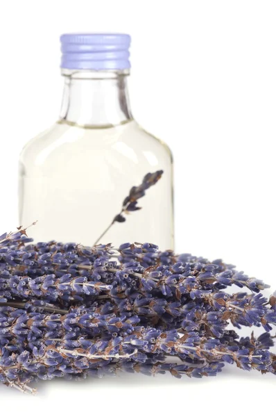 stock image Dried lavender