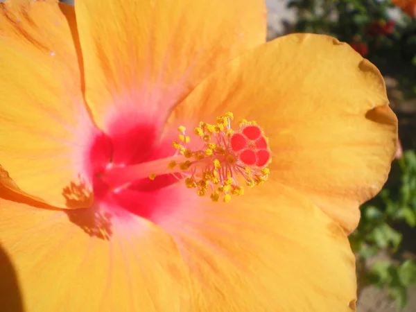 stock image Yellow hibiscus