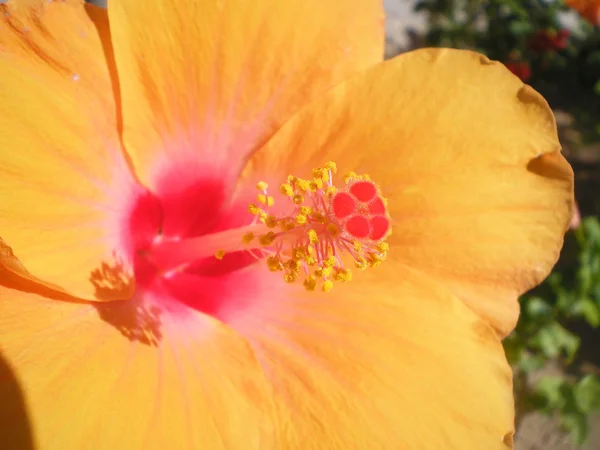 Hibiscus amarillo Imágenes de stock libres de derechos