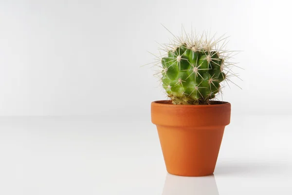 Stock image Cactus plant