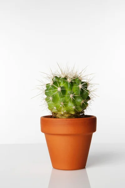 stock image Cactus plant