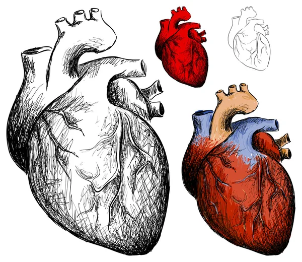 Realistické srdce — Stockový vektor