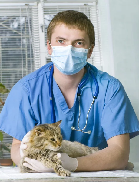 Ranny kot traktowane przez lekarza weterynarii — Zdjęcie stockowe