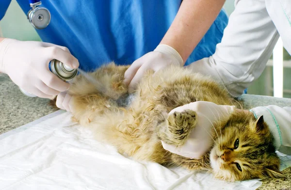 Раненую кошку лечили ветеринары — стоковое фото