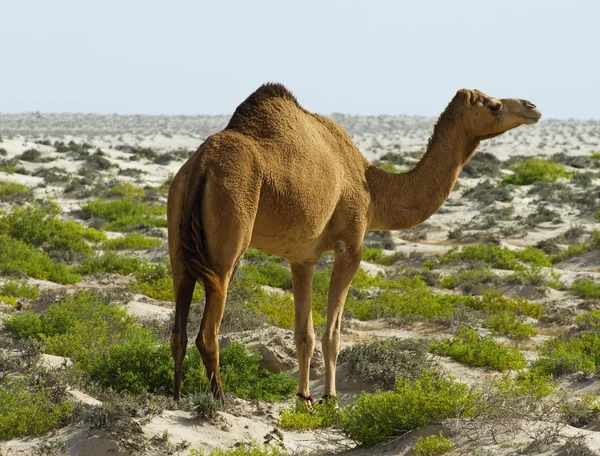 骆驼在沙漠 — 图库照片