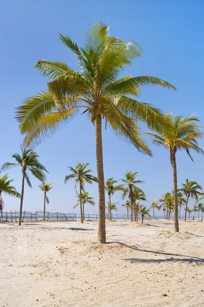 stock image Beautiful palm tree over white sand beach.