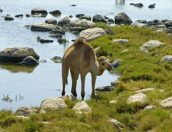 Kameler på stranden, oman, Mellanöstern — Stockfoto