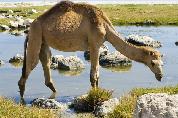Kameler på stranden — Stockfoto