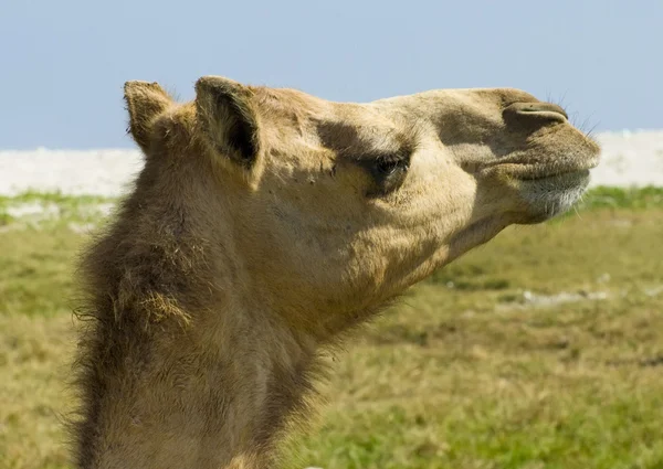 Kamel i öknen — Stockfoto