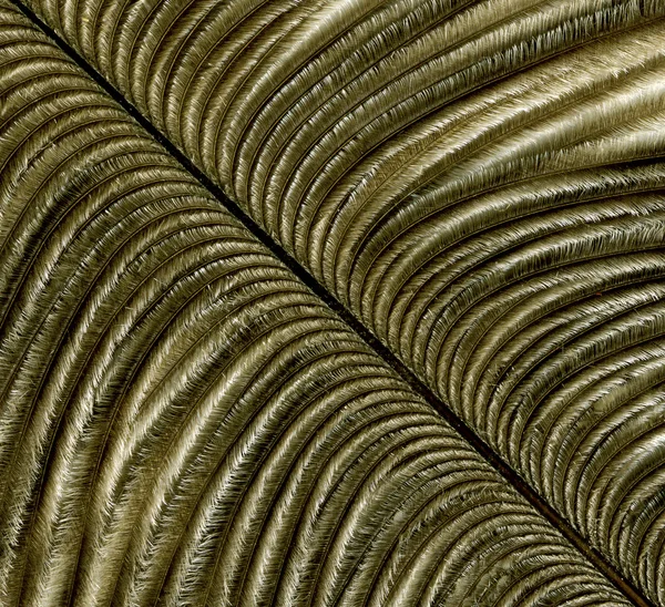 Close-up of feather on background. Macro — Stock Photo, Image