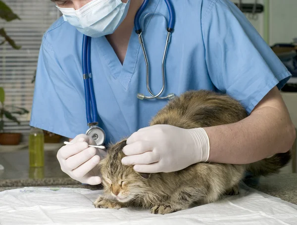 Gewonde kat behandeld door dierenarts — Stockfoto