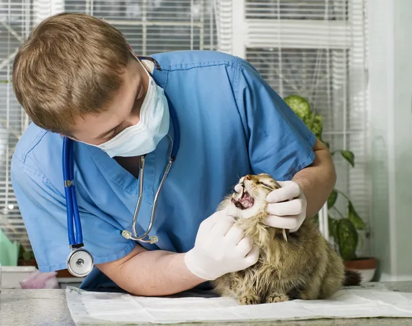 Gatto ferito trattato dal veterinario — Foto Stock