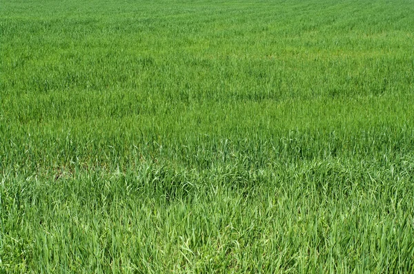 Groen gras achtergrond textuur. — Stockfoto