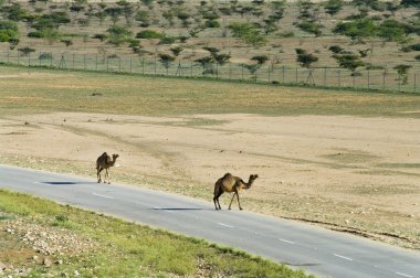 Camels on the road in Oman, Middle East clipart