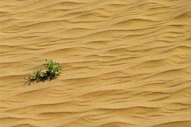 Green plant grow through sand clipart