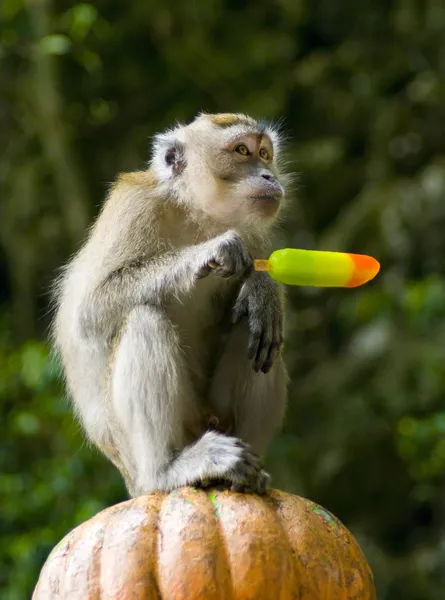원숭이 가 공원에서 아이스크림을 먹는 모습 — 스톡 사진
