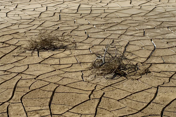 Solo seco rachado e planta — Fotografia de Stock