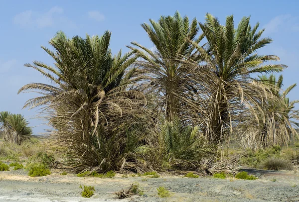 Oasis en el desierto de Omán — Foto de Stock
