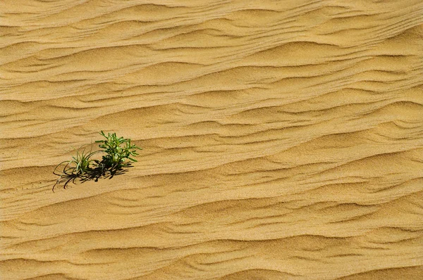 Зеленое растение растет через песок — стоковое фото