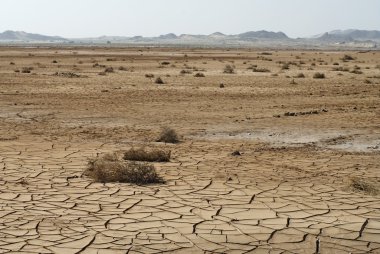 Dry cracked soil and plant in desert clipart