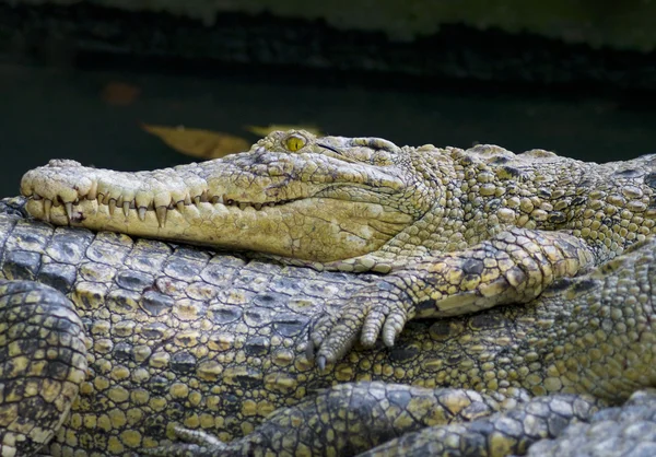 The crocodiles — Stock Photo, Image