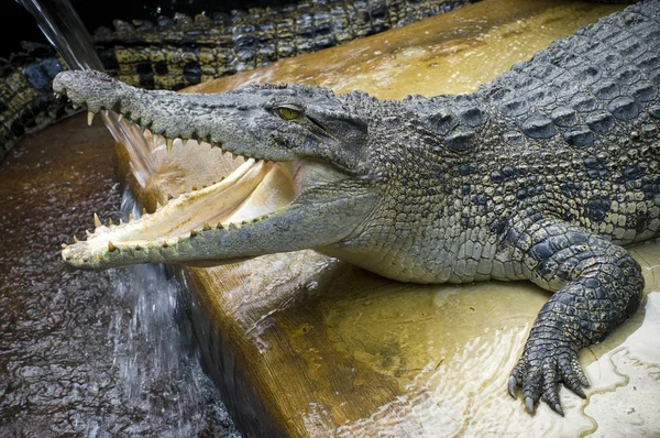 Os crocodilos — Fotografia de Stock