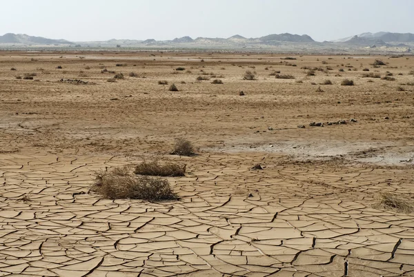 Solo seco rachado e planta no deserto — Fotografia de Stock