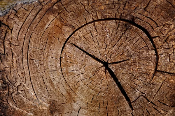 Tree trunk knippen — Stockfoto
