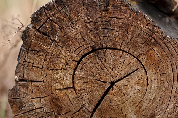 Corte tronco árbol — Foto de Stock
