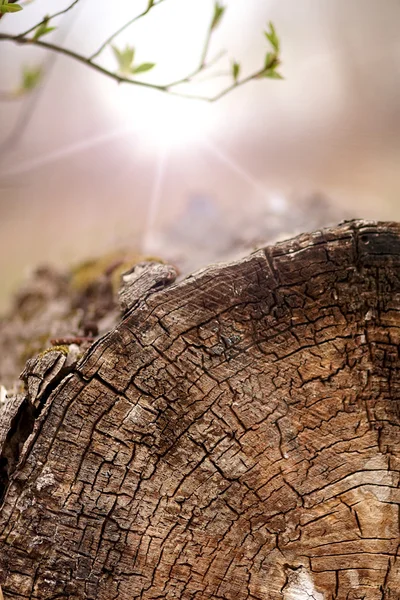 Молодий паросток і старий хліб зрізане дерево — стокове фото