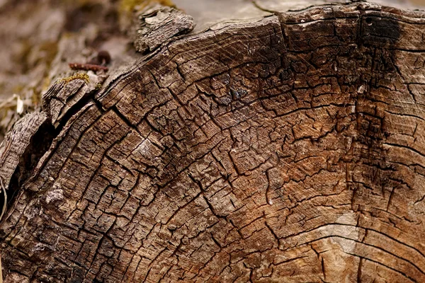 Corte tronco árbol —  Fotos de Stock