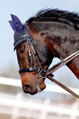 snuit van een bruin sport paard