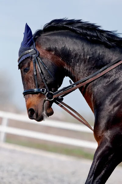 Retrato de um cavalo bravo — Fotografia de Stock