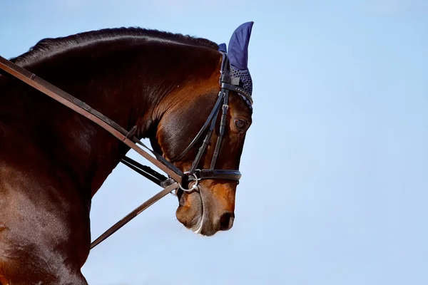 Portrait of a horse in a bridle against the sky — Stock Photo, Image