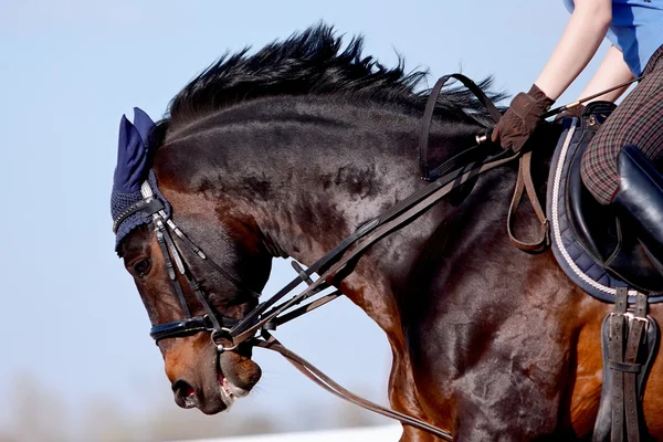 Portrait of a sports horse under a saddle — Stock Photo, Image
