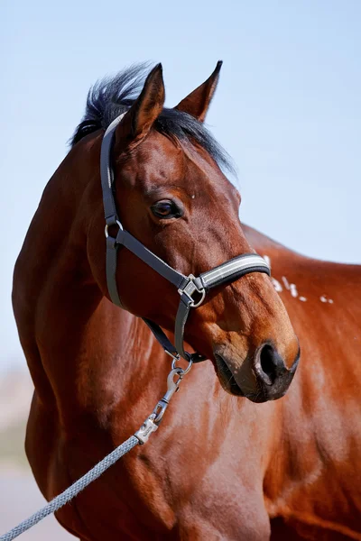 Portrait of a horse — Stock Photo, Image