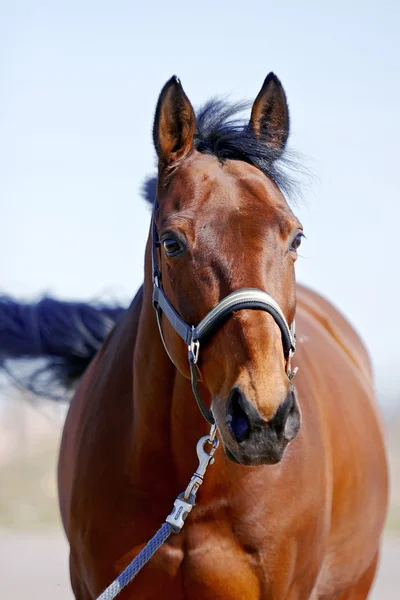 Krásné červené sportovní kůň — Stock fotografie