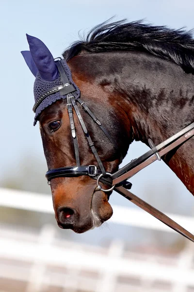 Muzzle of a brown sports horse — Stock Photo, Image