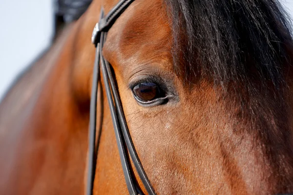 Auge eines Pferdes — Stockfoto